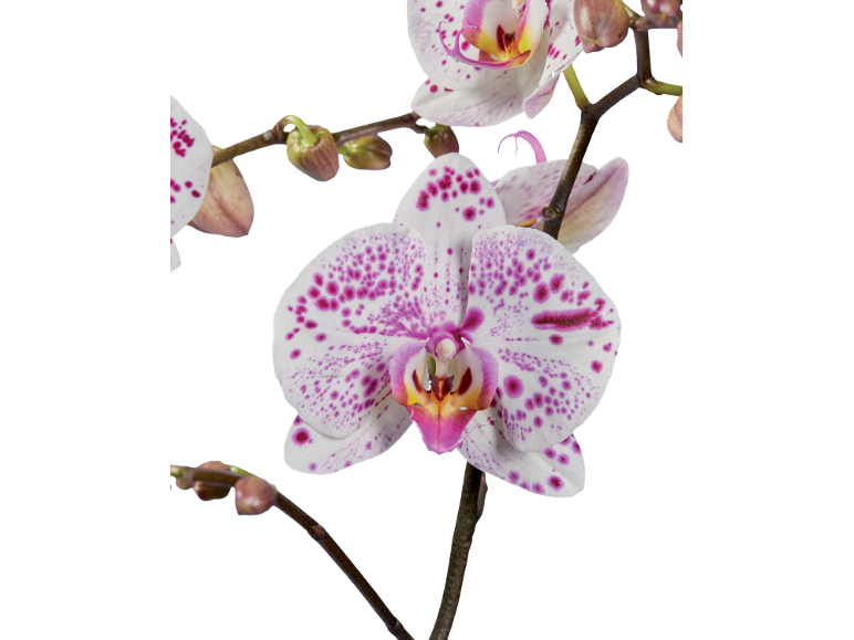Orquídeas brancas com manchas roxas e botões em fundo preto.