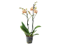Orquídea Phalaenopsis com flores creme e riscas rosa num vaso transparente.