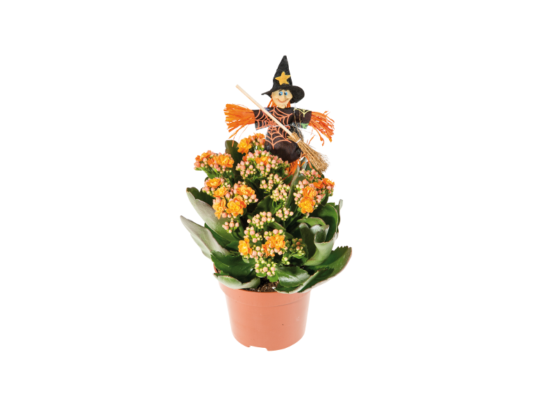Planta em vaso com flores laranja e decoração de bruxa de Halloween.