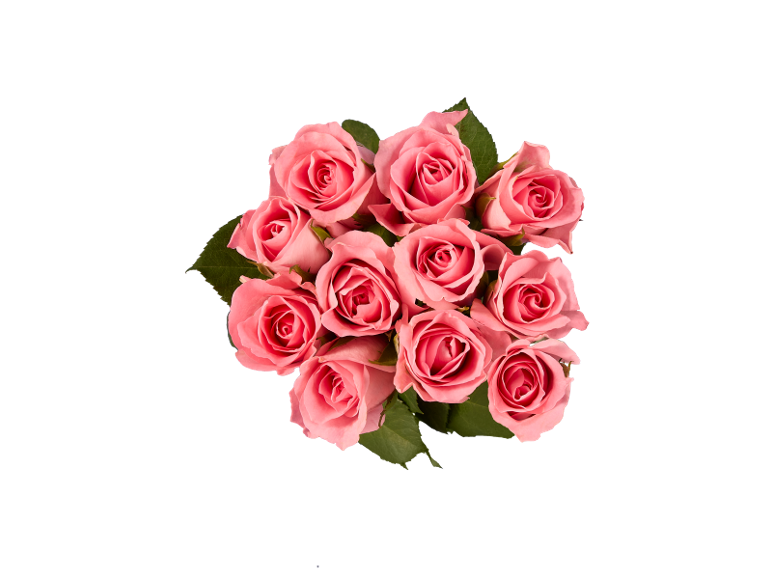 Ramo de rosas cor-de-rosa com folhas verdes sobre fundo preto