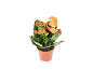 Planta em vaso com flores laranja e um chapéu de bruxa decorativo.