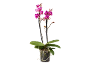 Orquídea Phalaenopsis em vaso com flores e botões rosa.
