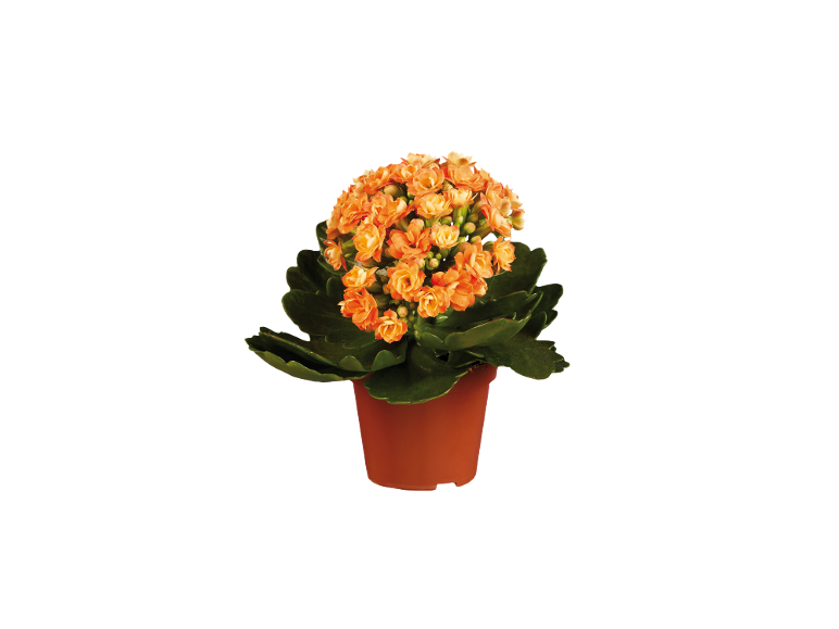 Planta em vaso com flores laranja