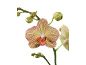 Orquídea amarela com riscas roxas e botões verdes sobre fundo preto.