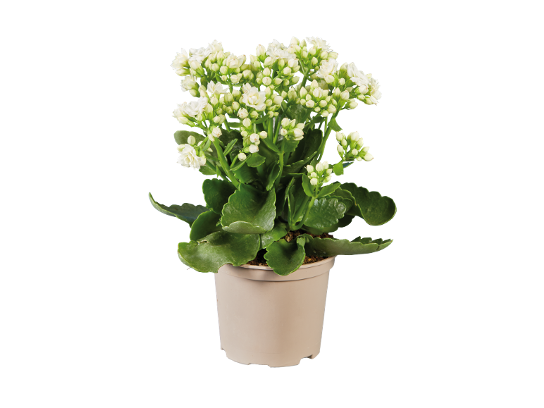 Planta de kalanchoe com flores brancas num vaso bege.