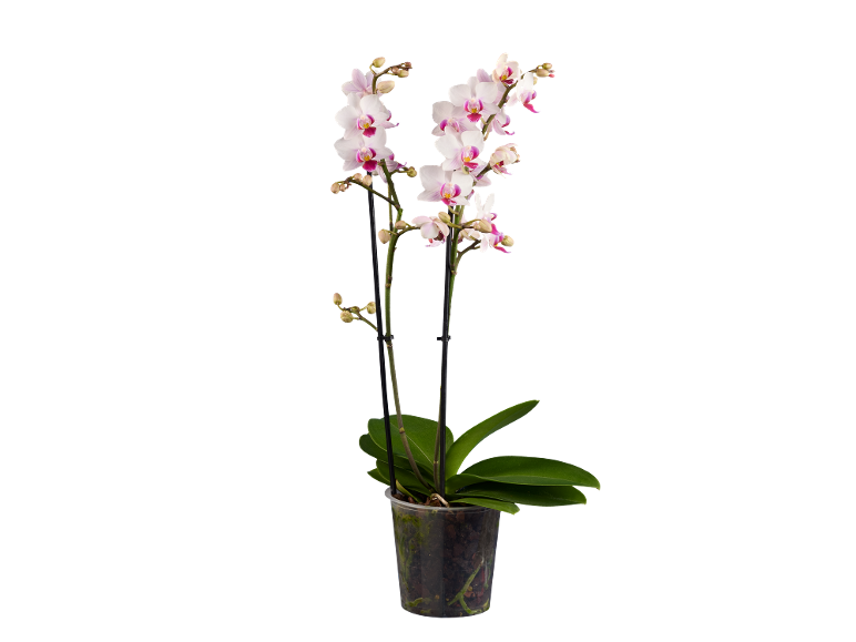 Orquídea Phalaenopsis branca e rosa num vaso transparente.