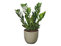 Planta zamioculcas verde num vaso cinzento claro.