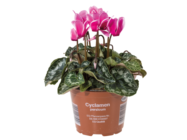 Ciclame persicum com flores cor-de-rosa e folhas verdes num vaso de plástico castanho.