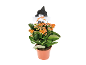 Planta Kalanchoe em vaso com espantalho decorativo de Halloween.