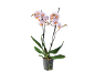 Orquídea Phalaenopsis com flores rosa claro e laranja num vaso transparente.