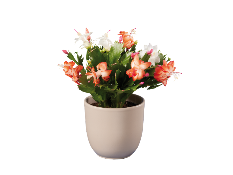 Cato de Natal em vaso com flores laranja e brancas.