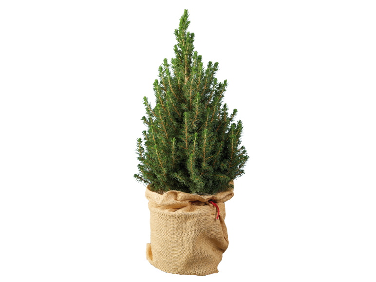 Pequena árvore de Natal num saco de serapilheira.