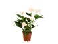 Planta de antúrio com flores brancas e folhas verdes num vaso castanho.