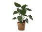 Planta de interior com folhas verdes grandes num cesto de vime.