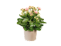 Planta kalanchoe com flores cor-de-rosa num vaso bege.