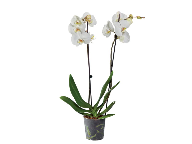 Orquídea branca em vaso transparente com folhas verdes e caules escuros.