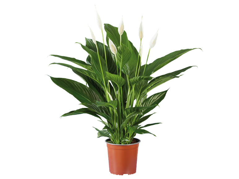 Planta de lírio-da-paz em vaso de terracota com flores brancas e folhas verdes.
