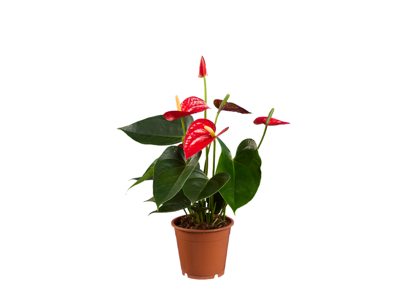 Planta de antúrio vermelho num vaso castanho