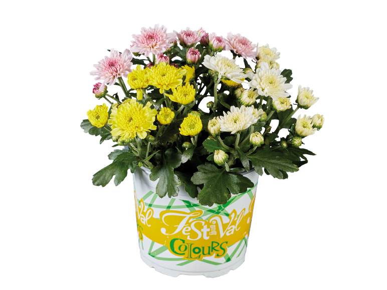 Crisântemos em vaso com flores cor-de-rosa, amarelas e brancas, com texto 'Festival Colours'.