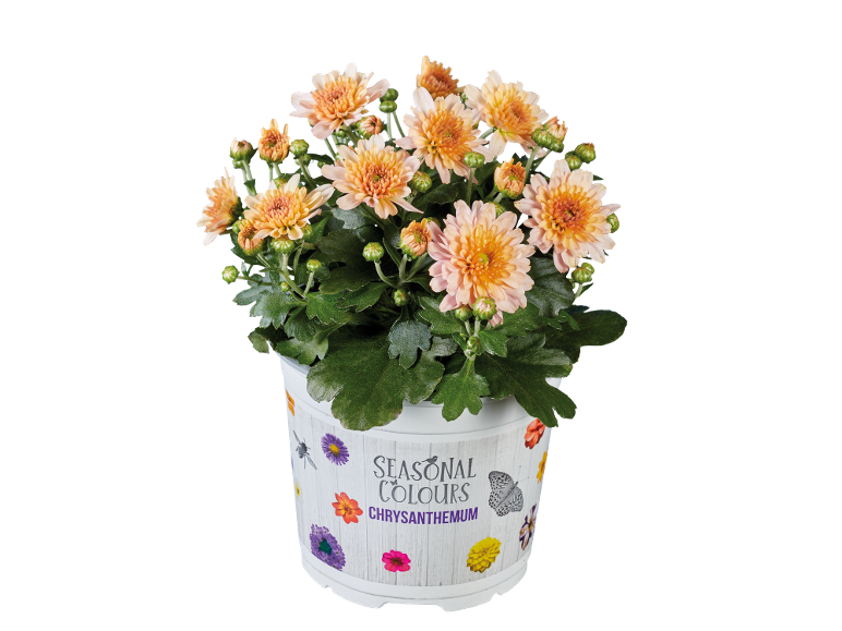 Crisântemo com flores laranja num vaso branco com o texto 'SEASONAL COLOURS CHRYSANTHEMUM'.