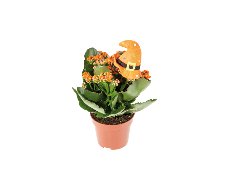 Planta em vaso com flores laranja e um chapéu de bruxa decorativo.