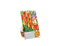Pacote de bolbos de tulipa 'American Dream' com flores vermelhas e laranja que mudam de cor.