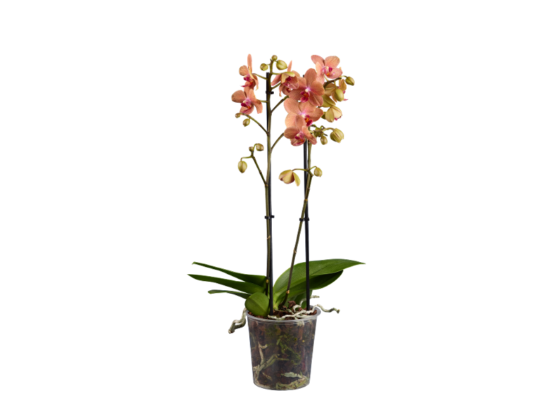Orquídea Phalaenopsis rosa em vaso transparente