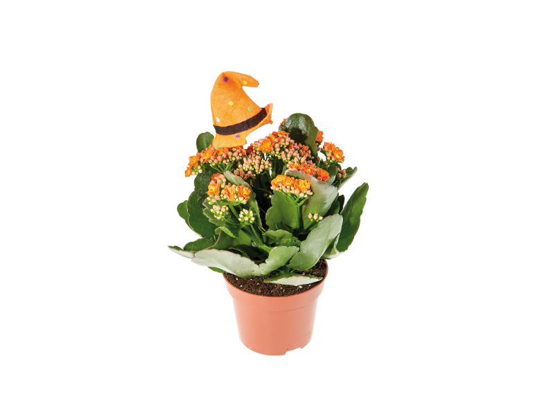 Planta Kalanchoe laranja em vaso com chapéu de bruxa de Halloween.