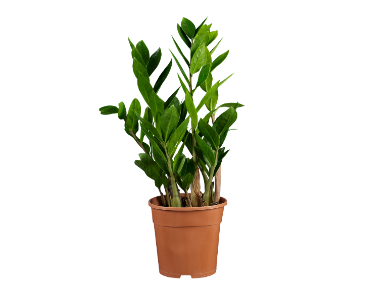 Planta zamioculcas em vaso de plástico castanho sobre fundo preto.
