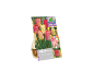 Pacote de 8 bolbos de tulipa 'Silverstream' com cores mutáveis, 11/12 cm.