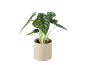 Planta de interior com folhas verdes e veias proeminentes num vaso bege.