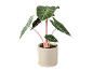 Planta de interior com folhas verdes e caules cor-de-rosa num vaso de cerâmica bege.