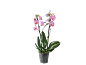Orquídea rosa em vaso transparente com folhas verdes sobre fundo preto.