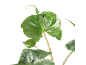 Planta de interior com folhas verdes brilhantes e caules claros sobre fundo preto.