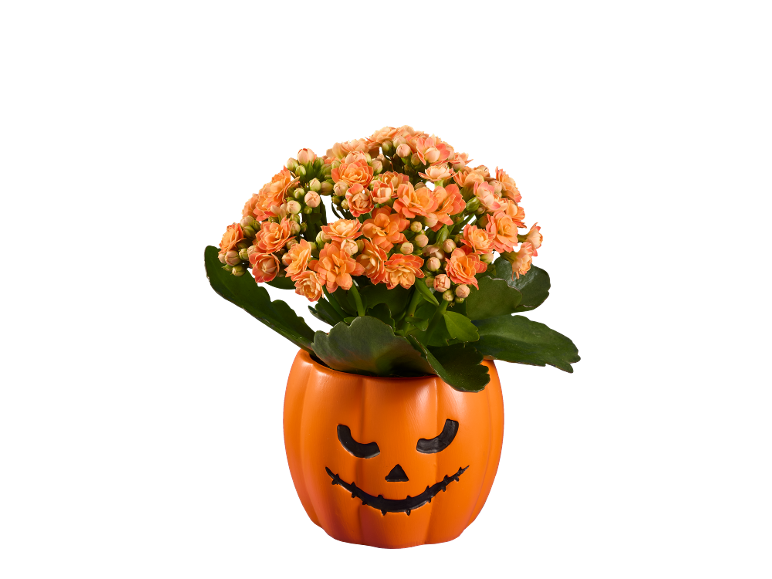 Flores de calanchoe laranja num vaso de abóbora de Halloween sobre fundo preto.
