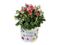 Crisântemo rosa num vaso branco com decorações florais e de borboletas.
