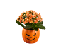 Flores de calanchoe laranja num vaso de abóbora de Halloween sobre fundo preto.