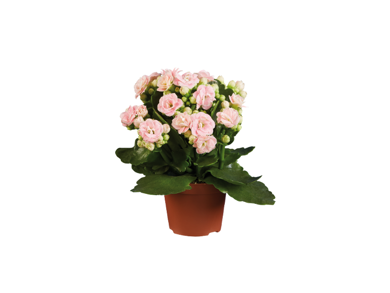 Planta de kalanchoe com flores cor-de-rosa num vaso castanho.