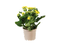 Planta kalanchoe com flores amarelas num vaso bege