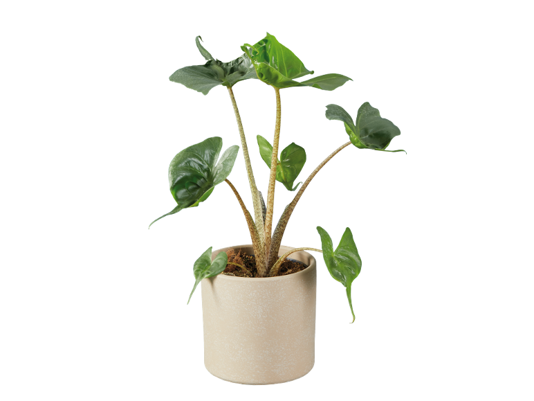 Planta de interior com folhas verdes grandes num vaso de cerâmica bege.