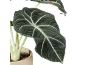 Planta de interior com folhas grandes verde-escuras e veias brancas num vaso de cerâmica.