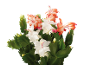 Cato de Natal com flores brancas e laranjas e folhas verdes sobre um fundo preto.