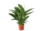 Planta de lírio-da-paz em vaso de terracota com flores brancas e folhas verdes.