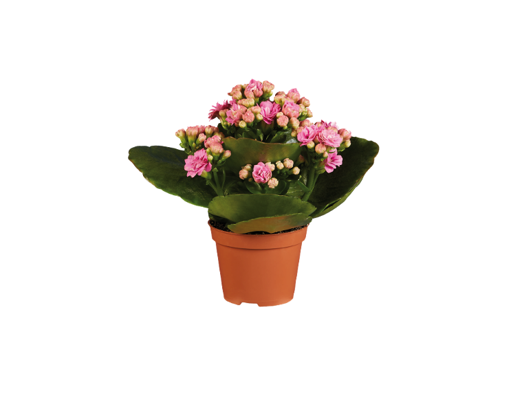 Planta em vaso com flores cor-de-rosa e folhas verdes