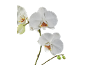 Orquídeas brancas com centros amarelos e vermelhos, com botões verdes, sobre fundo preto.