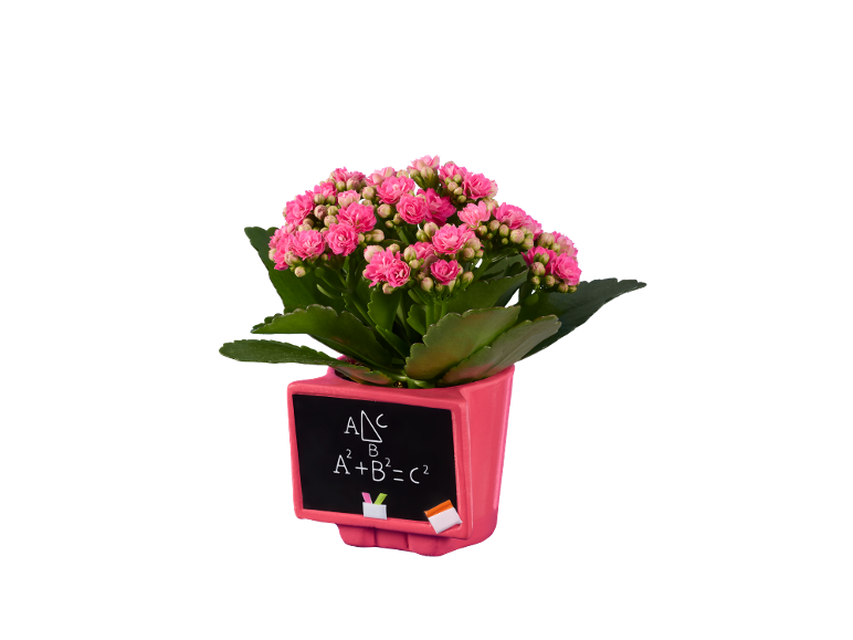 Planta de calanchoe rosa num vaso com um quadro de matemática.