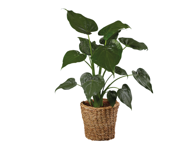 Planta de interior com folhas verdes grandes num cesto de vime.
