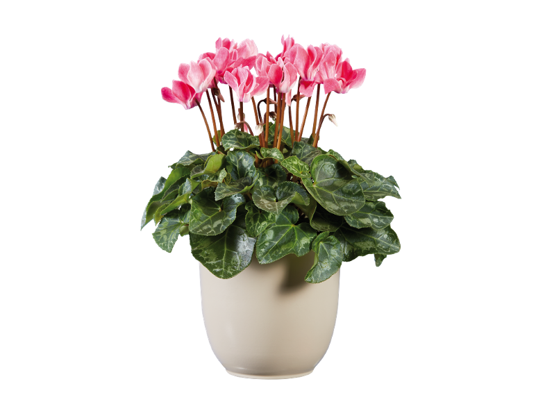 Planta de ciclame rosa num vaso de cor clara sobre fundo preto.