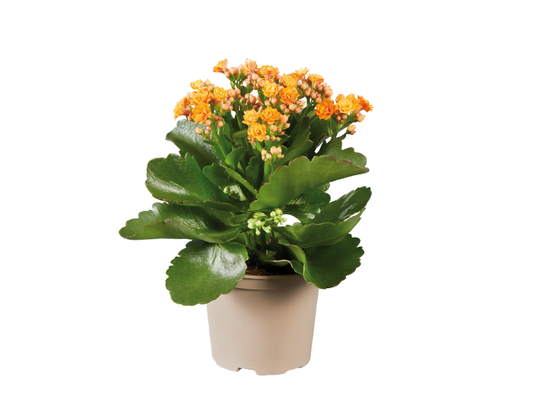 Planta de kalanchoe com flores laranja num vaso creme.