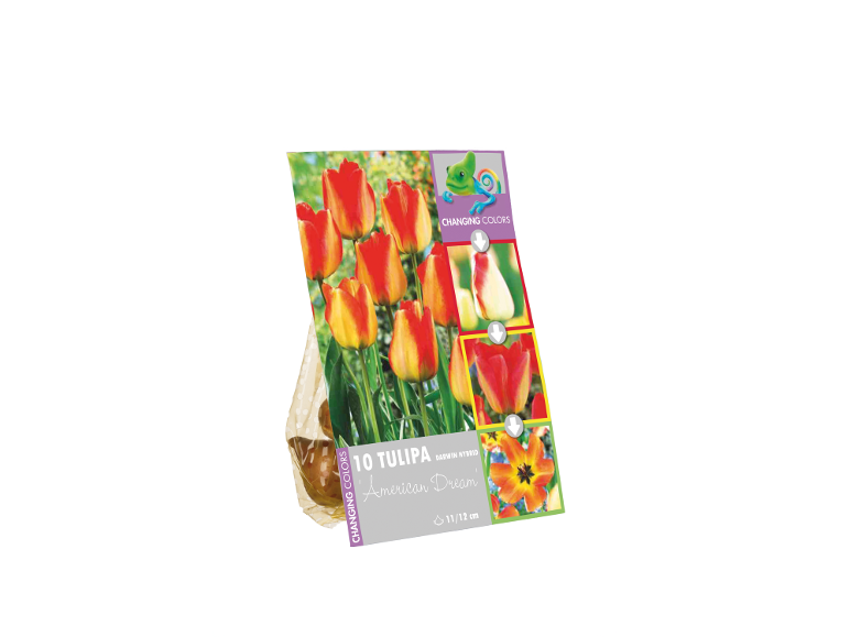Pacote de bolbos de tulipa 'American Dream' com flores vermelhas e laranja que mudam de cor.